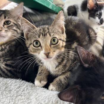George -  Domestic Short Hair Cat for Adoption in West Point, Mississippi - George | PetCurious