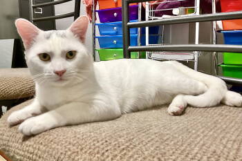 Rescue Domestic Short Hair Cats for Adoption in Arlington, Texas - Gregory | PetCurious