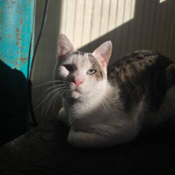 Domestic Short Hair Cats Available for Adoption in Tallahassee, Florida - Theo Jones | PetCurious