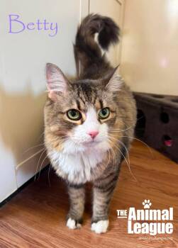 Betty -  Maine Coon and Domestic Long Hair Cat for Adoption in Groveland, Florida - Betty | PetCurious