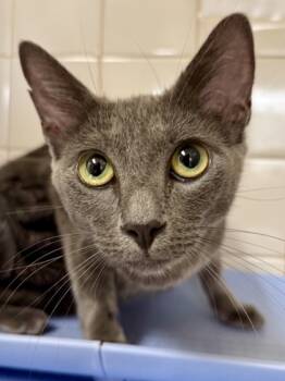 Rescue Domestic Short Hair Cats for Adoption in San Antonio, Texas - Jazz | PetCurious