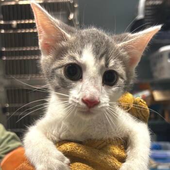 Domestic Short Hair Cats Available for Adoption in Chattanooga, Tennessee - Doo | PetCurious