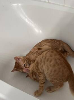 Hilo -  Domestic Short Hair Cat for Adoption - Hilo | PetCurious