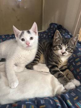 Phil -  Domestic Short Hair Cat for Adoption in Yardley, Pennsylvania - Phil | PetCurious
