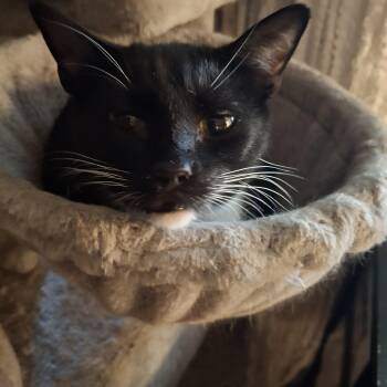 Rescue Tuxedo Cats for Adoption in Lawrenceville, Georgia - Sushi | PetCurious