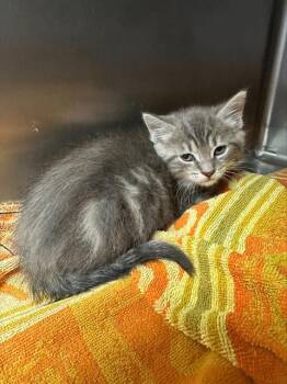 STORMY* -  Domestic Short Hair Cat for Adoption in Santa Cruz, California - STORMY* | PetCurious