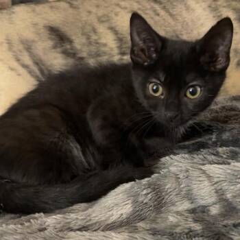 Domestic Medium Hair Cats Available for Adoption - Romano | PetCurious