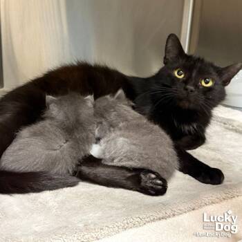 Domestic Short Hair Cats Available for Adoption in Washington, District Of Columbia - Venus | PetCurious