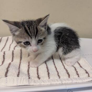Domestic Short Hair Cats Available for Adoption in Pasadena, California - Daisy Duck | PetCurious