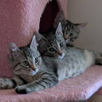 Holly Peenyo -  Domestic Short Hair Cat for Adoption in St. Louis, Missouri - Holly Peenyo | PetCurious