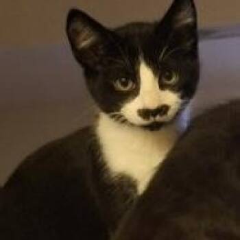 Tuxedo Cats Available for Adoption in Farmington, Minnesota - Charlie | PetCurious