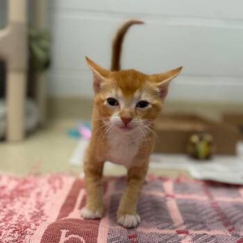 Domestic Short Hair Cats Available for Adoption in Marshall, Virginia - Marmalade | PetCurious