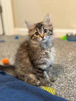 Felicity -  Domestic Long Hair Cat for Adoption in Sandy Springs, Georgia - Felicity | PetCurious