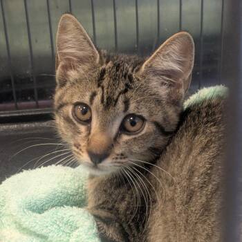 Ellery -  Domestic Short Hair Cat for Adoption in Birmingham, Alabama - Ellery | PetCurious