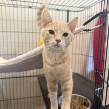 Yurt -  Domestic Short Hair Cat for Adoption in Louisville, Kentucky - Yurt | PetCurious