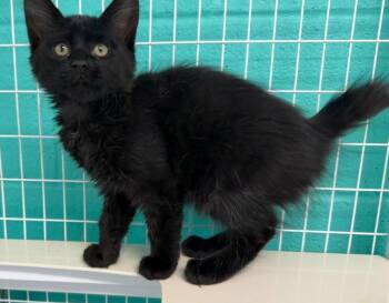 26-25 Inky -  Domestic Medium Hair Cat for Adoption in St. Helens, Oregon - 26-25 Inky | PetCurious