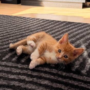 Mowgli -  Domestic Short Hair Cat for Adoption in Long Beach, California - Mowgli | PetCurious