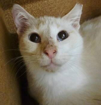 Siamese and Domestic Short Hair Cats Available for Adoption in San Antonio, Texas - Salty | PetCurious