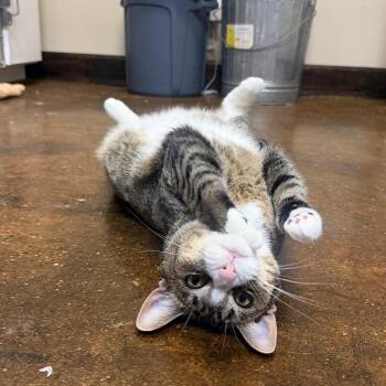 Beans -  Domestic Short Hair Cat for Adoption in Birmingham, Alabama - Beans | PetCurious