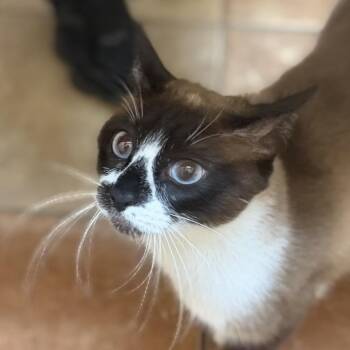 Luna (Princess) -  Siamese Cat for Adoption in Midland, Texas - Luna (Princess) | PetCurious