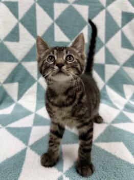 Sloop -  Domestic Short Hair Cat for Adoption in Columbus, Ohio - Sloop | PetCurious