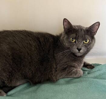Domestic Short Hair Cats Available for Adoption in Columbia, Tennessee - Luna | PetCurious
