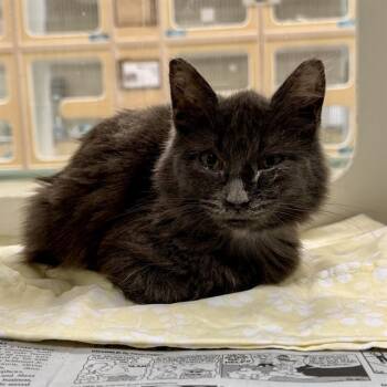 Domestic Short Hair Cats Available for Adoption - JOE | PetCurious