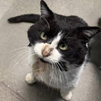 Domestic Short Hair Cats Available for Adoption - Hugo | PetCurious