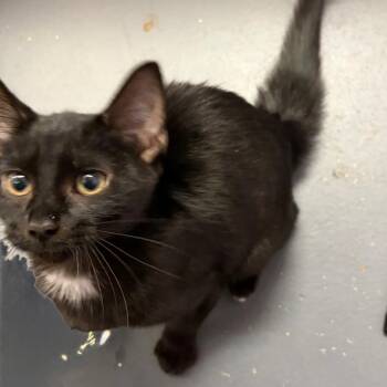 Penguin -  Domestic Short Hair Cat for Adoption in Ashtabula, Ohio - Penguin | PetCurious