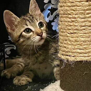 Rescue Domestic Short Hair Cats for Adoption in San Antonio, Texas - Jerry | PetCurious