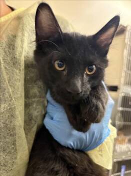 ROO -  Domestic Short Hair Cat for Adoption in Las Vegas, Nevada - ROO | PetCurious