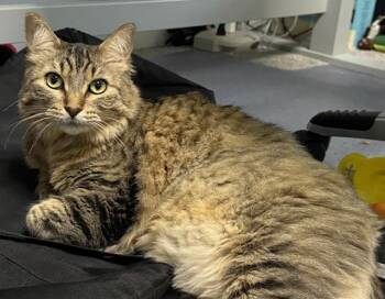 Rescue Domestic Medium Hair Cats for Adoption in Rochester, Washington - Star And Beans | PetCurious