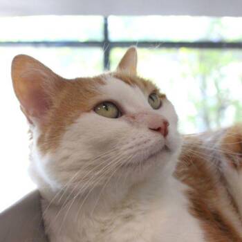 Candy -  Domestic Short Hair Cat for Adoption in Des Moines, Iowa - Candy | PetCurious