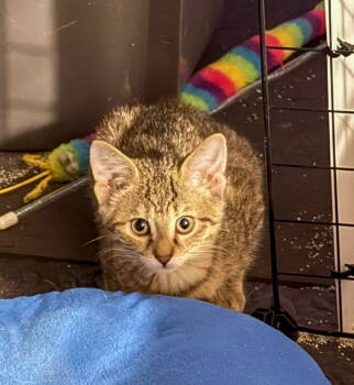 Rescue Tabby and Domestic Short Hair Cats for Adoption in Mattoon, Illinois - Maple- The Autumn Litter | PetCurious