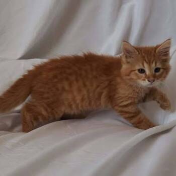Pumpkin (CBWK3) -  Domestic Medium Hair Cat for Adoption in Edwardsville, Illinois - Pumpkin (CBWK3) | PetCurious
