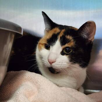 Domestic Short Hair Cats Available for Adoption in Walker, Michigan - Jinx | PetCurious