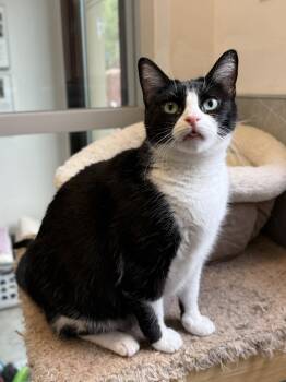 Elsa -  Domestic Short Hair Cat Available for Adoption in Elizabethtown, New York - Elsa | PetCurious