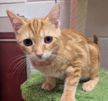 Marbles -  Domestic Short Hair Cat for Adoption in Smithfield, North Carolina - Marbles | PetCurious