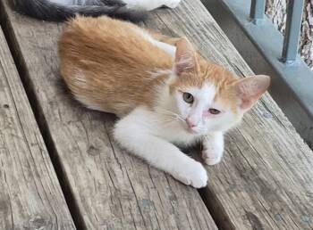 Domestic Short Hair Cats Available for Adoption in San Antonio, Texas - PAULIE | PetCurious