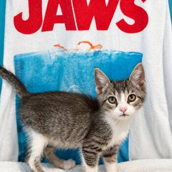 Bruce -  Domestic Short Hair Cat for Adoption in Brownsboro, Alabama - Bruce | PetCurious