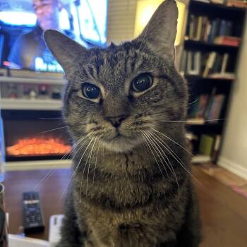 Domestic Short Hair Cats Available for Adoption in Durham, North Carolina - Charlie | PetCurious