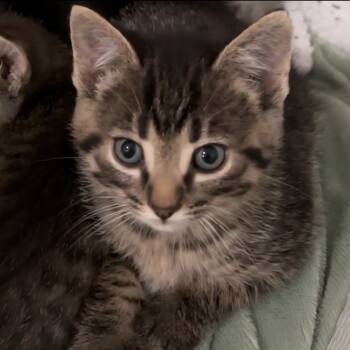 Rescue Domestic Short Hair Cats for Adoption in Brighton, Missouri - Kimi | PetCurious