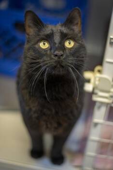 Domestic Short Hair Cats Available for Adoption in Gunnison, Colorado - Blue | PetCurious