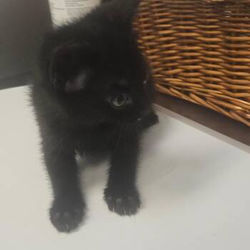 Artemis -  Domestic Short Hair Cat for Adoption in Milton, Florida - Artemis | PetCurious