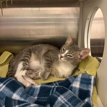 Bobbins -  Domestic Short Hair Cat for Adoption in Council Bluffs, Iowa - Bobbins | PetCurious
