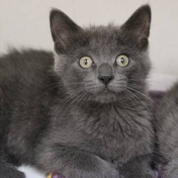 The Thing -  Domestic Short Hair Cat for Adoption in Champaign, Illinois - The Thing | PetCurious