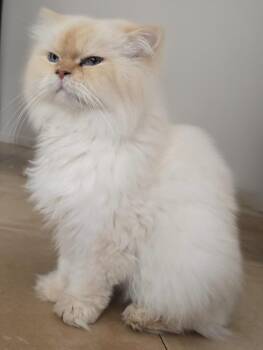 Jude -  Scottish Fold Cat for Adoption in Snow Hill, Maryland - Jude | PetCurious