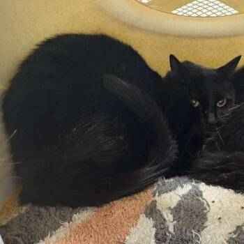 Rescue Domestic Short Hair Cats for Adoption in Wichita, Kansas - Star | PetCurious