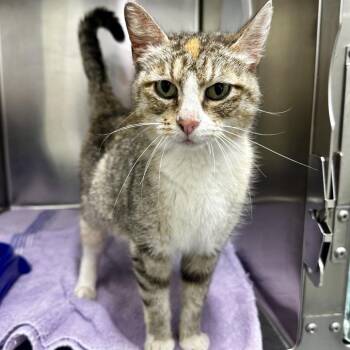Domestic Short Hair Cats Available for Adoption in Warrensburg, Missouri - Esmerelda | PetCurious