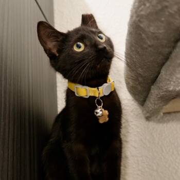 Sirius -  Domestic Short Hair Cat for Adoption in Sunnyvale, California - Sirius | PetCurious